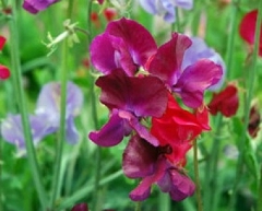 Lathyrus